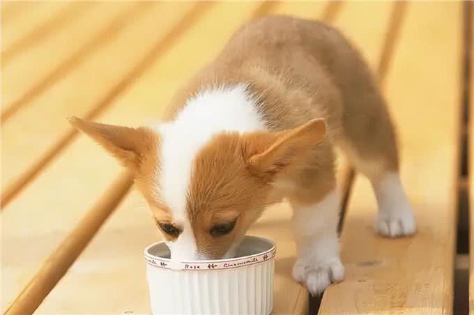 狗狗打疫苗前后的注意事项