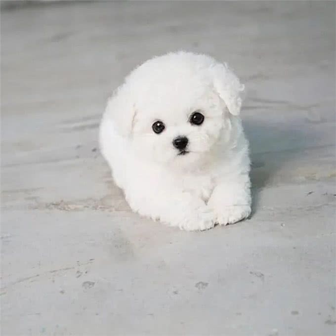 狗狗打疫苗前后的注意事项