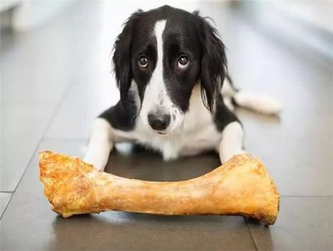 宠物狗补钙的最佳方法是什么?