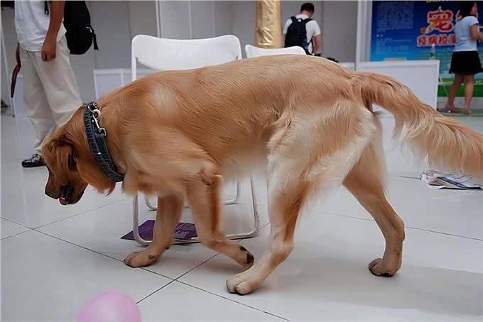 宠物狗补钙的最佳方法是什么?