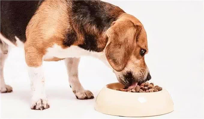 宠物狗补钙的最佳方法是什么?