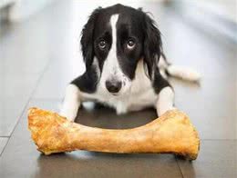 宠物狗补钙的最佳方法是什么?