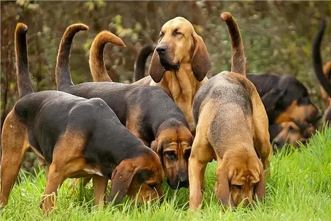 罪犯克星!世界最好的追踪犬之一—血猎犬!