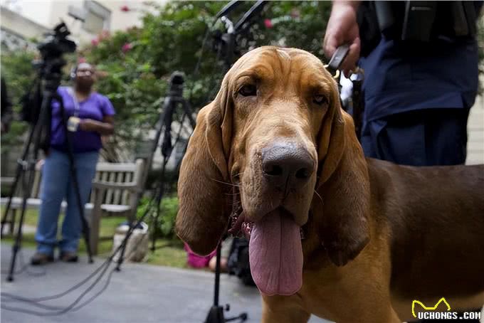 罪犯克星!世界最好的追踪犬之一—血猎犬!