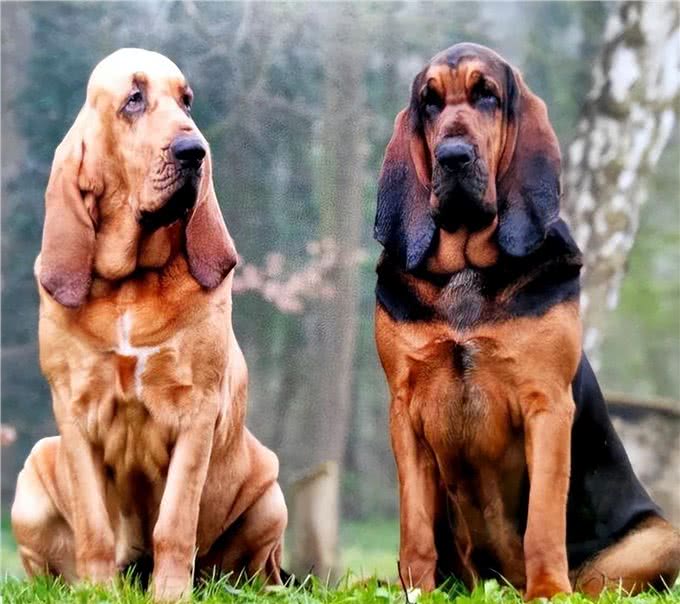 罪犯克星!世界最好的追踪犬之一—血猎犬!