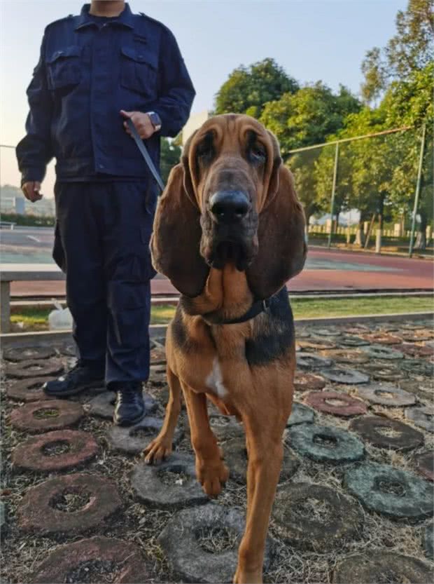 罪犯克星!世界最好的追踪犬之一—血猎犬!