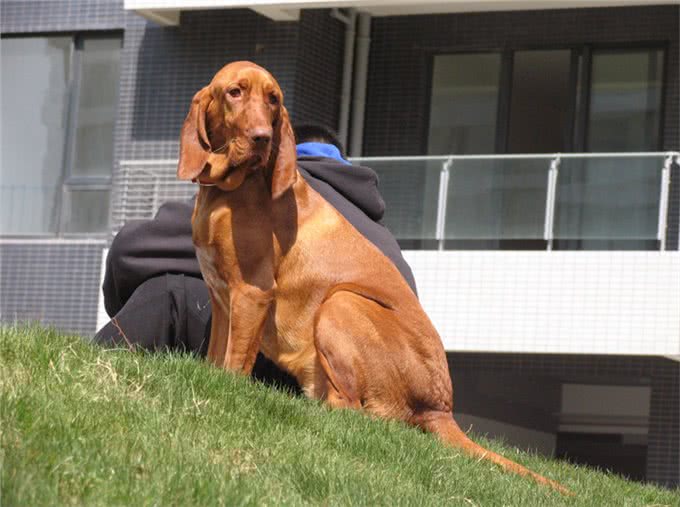 罪犯克星!世界最好的追踪犬之一—血猎犬!