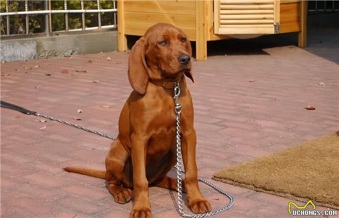 罪犯克星!世界最好的追踪犬之一—血猎犬!