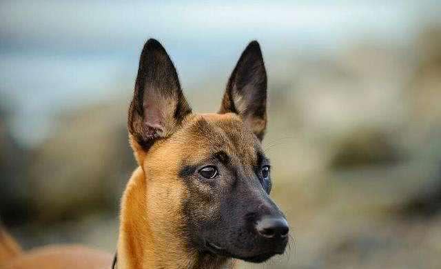 为什么马犬不适合家养，马犬优点和缺点?