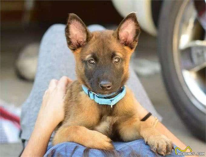 为什么马犬不适合家养，马犬优点和缺点?