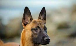 为什么马犬不适合家养，马犬优点和缺点?