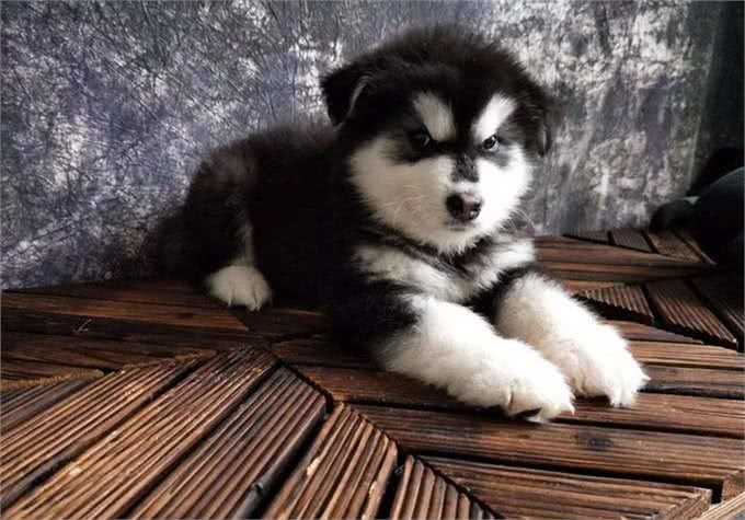 辟谣，喂食幼犬狗粮一天只能喂50粒?要是饿出低血糖可没后悔药