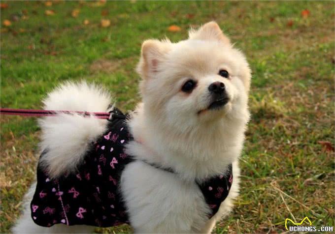 辟谣，喂食幼犬狗粮一天只能喂50粒?要是饿出低血糖可没后悔药