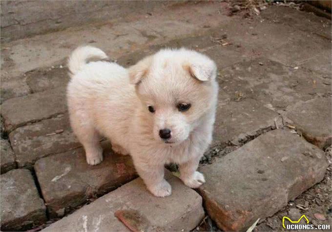 辟谣，喂食幼犬狗粮一天只能喂50粒?要是饿出低血糖可没后悔药