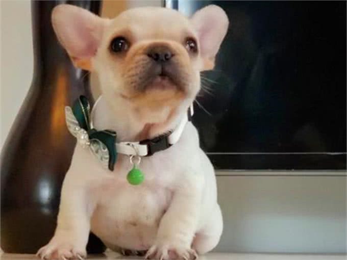 辟谣，喂食幼犬狗粮一天只能喂50粒?要是饿出低血糖可没后悔药