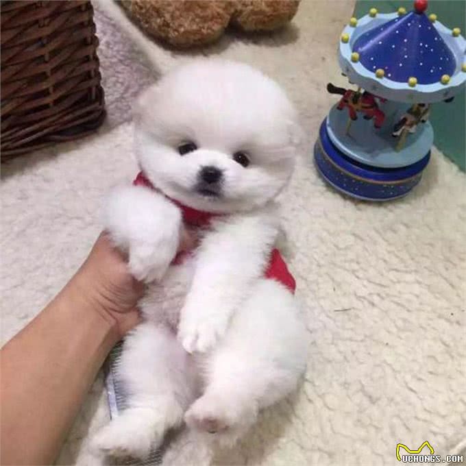 辟谣，喂食幼犬狗粮一天只能喂50粒?要是饿出低血糖可没后悔药