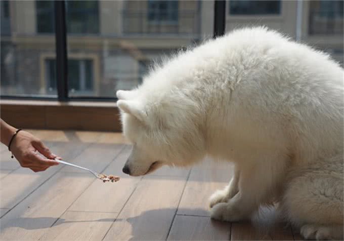 辟谣，喂食幼犬狗粮一天只能喂50粒?要是饿出低血糖可没后悔药