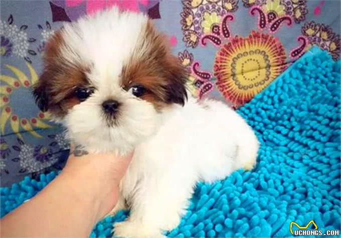 辟谣，喂食幼犬狗粮一天只能喂50粒?要是饿出低血糖可没后悔药