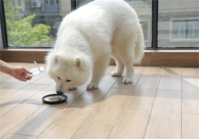 辟谣，喂食幼犬狗粮一天只能喂50粒?要是饿出低血糖可没后悔药
