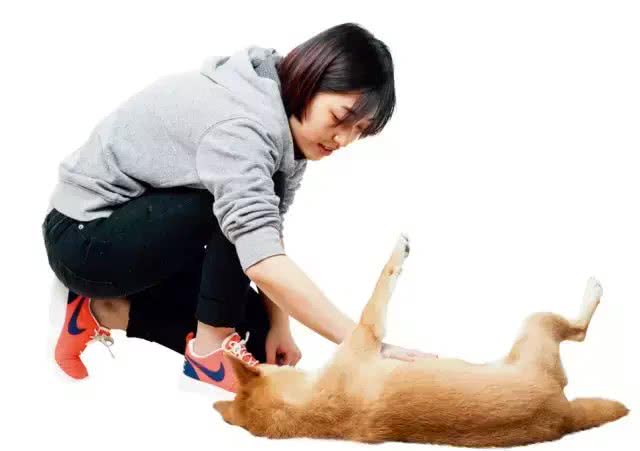 秋高气爽，和狗狗的玩耍教学