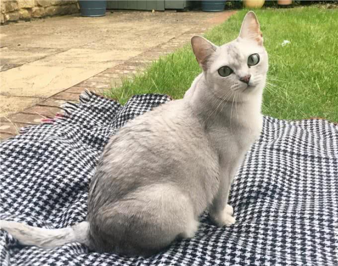猫界很香的几种猫,即使很久不洗澡,身体也是香喷喷的