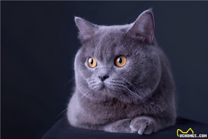 猫界很香的几种猫,即使很久不洗澡,身体也是香喷喷的