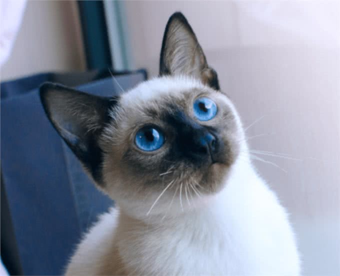 猫界很香的几种猫,即使很久不洗澡,身体也是香喷喷的