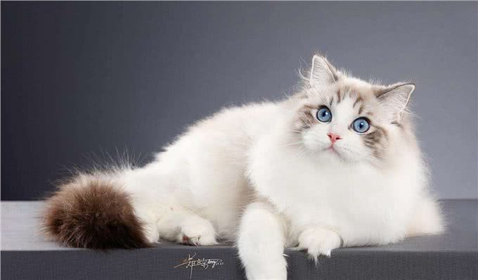 猫界很香的几种猫,即使很久不洗澡,身体也是香喷喷的