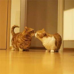 猫界很香的几种猫，即使很久不洗澡，身体也是香喷喷的