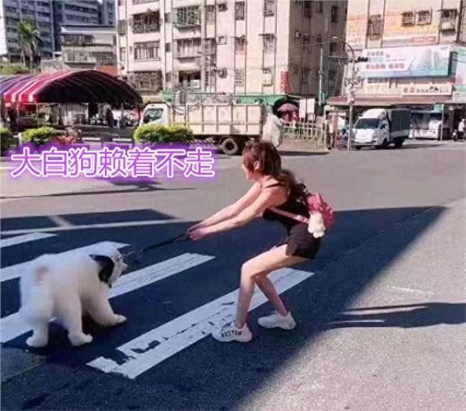 狗狗停在斑马线，貌美主人拉不走，司机看热闹，网友:狗又大又白