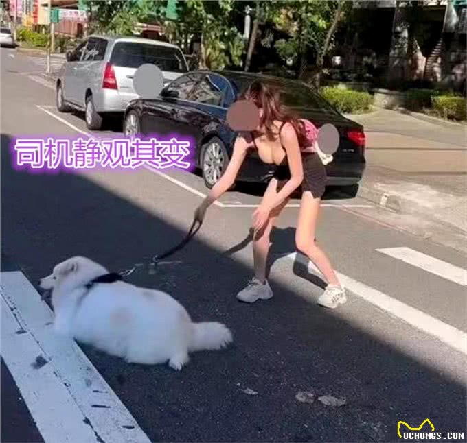 狗狗停在斑马线，貌美主人拉不走，司机看热闹，网友:狗又大又白