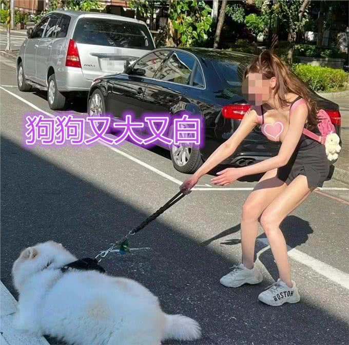 狗狗停在斑马线，貌美主人拉不走，司机看热闹，网友:狗又大又白