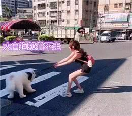 狗狗停在斑马线，貌美主人拉不走，司机看热闹，网友:狗又大又白