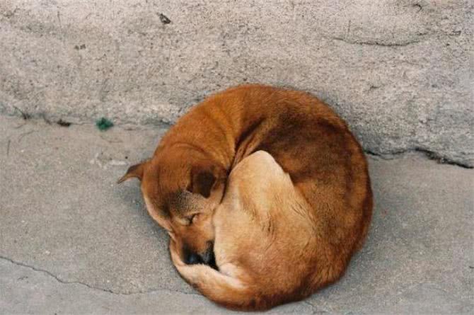 狗狗6种睡姿，解锁它们的潜意识