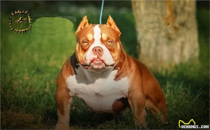 恶霸犬，犬中的小钢炮，不锻炼也可以这么壮实