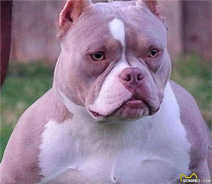恶霸犬，犬中的小钢炮，不锻炼也可以这么壮实