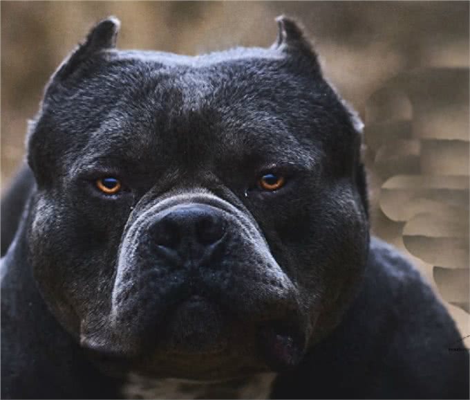 恶霸犬，犬中的小钢炮，不锻炼也可以这么壮实