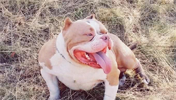 恶霸犬，犬中的小钢炮，不锻炼也可以这么壮实
