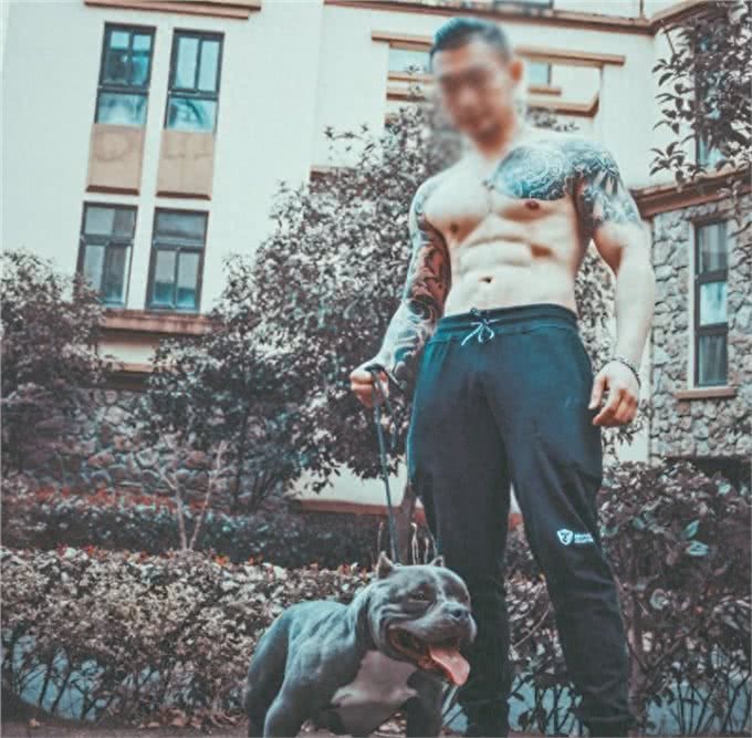 恶霸犬，犬中的小钢炮，不锻炼也可以这么壮实