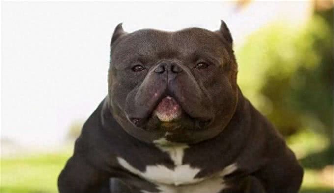 恶霸犬，犬中的小钢炮，不锻炼也可以这么壮实
