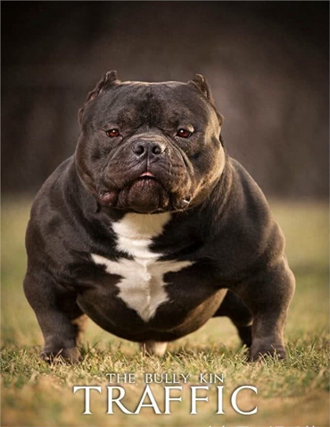 恶霸犬，犬中的小钢炮，不锻炼也可以这么壮实