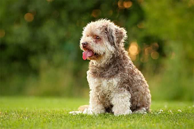 那些可爱的小猫小狗，柴犬性格活泼，西伯利亚森林猫最为高贵