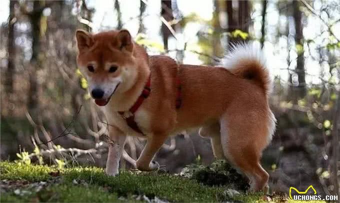 那些可爱的小猫小狗，柴犬性格活泼，西伯利亚森林猫最为高贵