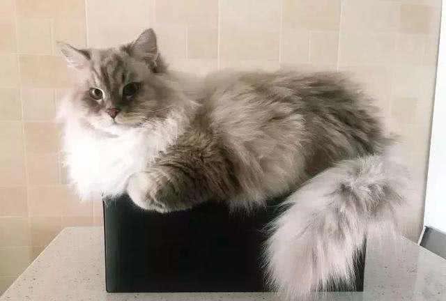 那些可爱的小猫小狗，柴犬性格活泼，西伯利亚森林猫最为高贵