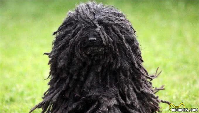 那些可爱的小猫小狗，柴犬性格活泼，西伯利亚森林猫最为高贵