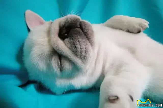 萌知识|狗狗健康过冬指南