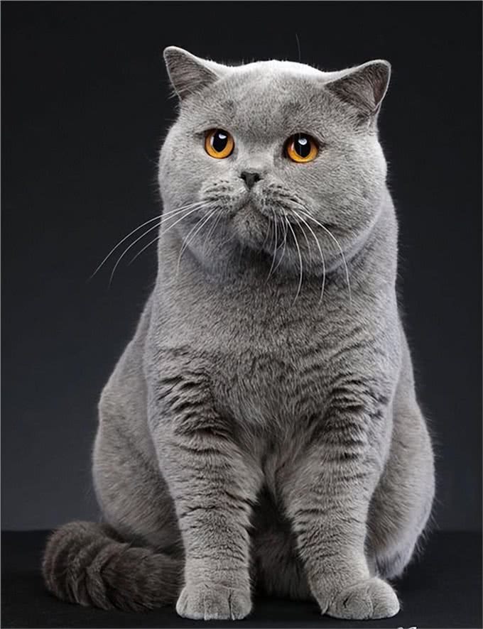 英国短毛猫-最受欢迎的外国品种，到底有什么魔力，让大家喜欢