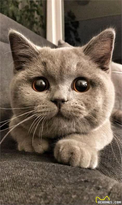 英国短毛猫-最受欢迎的外国品种，到底有什么魔力，让大家喜欢
