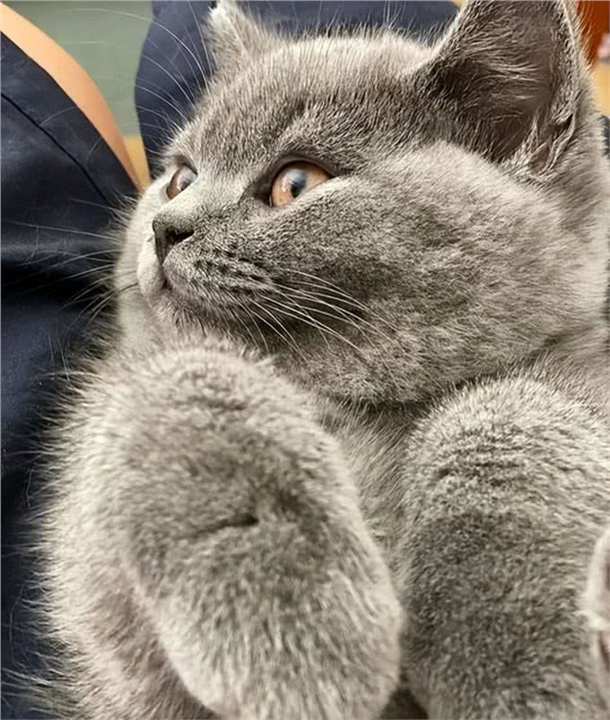 英国短毛猫-最受欢迎的外国品种，到底有什么魔力，让大家喜欢
