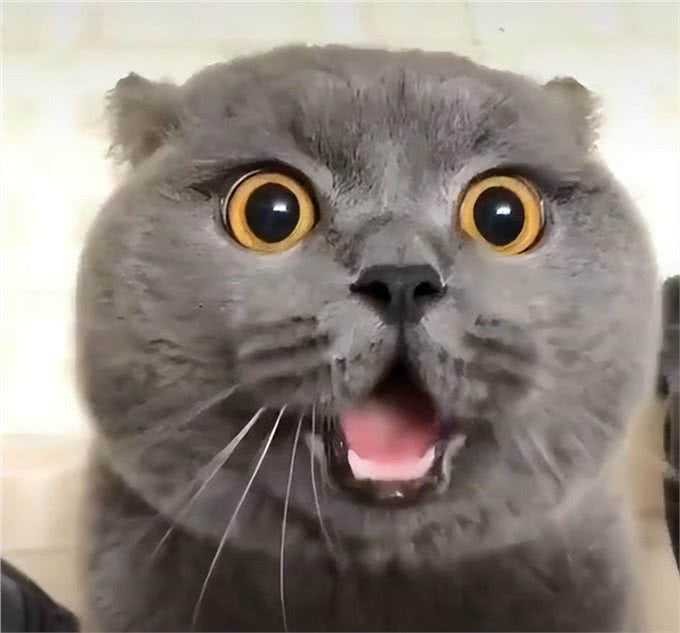 英国短毛猫-最受欢迎的外国品种，到底有什么魔力，让大家喜欢